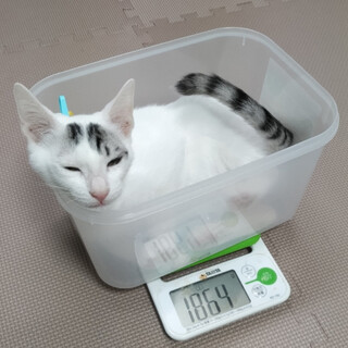 【ポルコ】膝乗りスリゴロブラザーズ