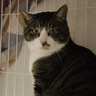 可愛い男の子こごみくん【飛騨】