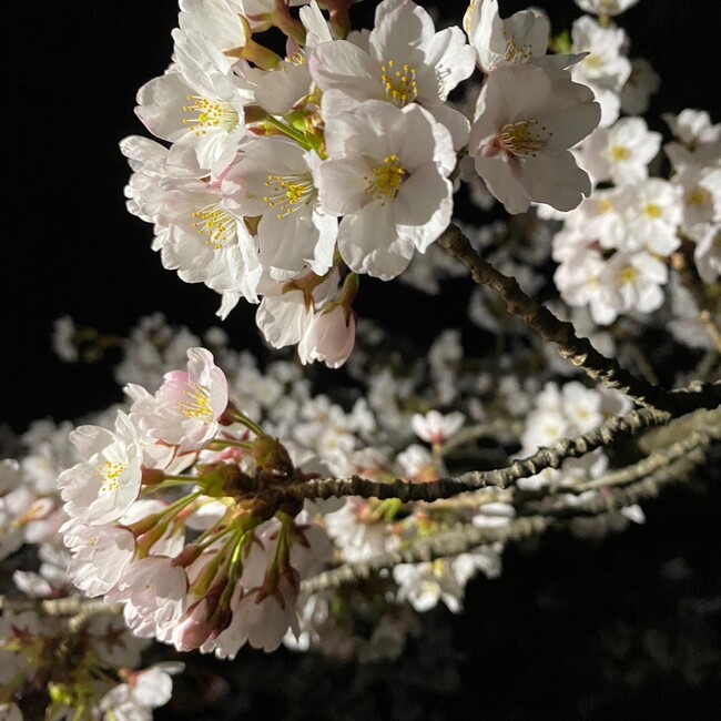 nagodon1225のカバー写真