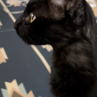 シャムMIXの黒猫女の子