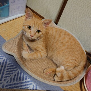 やんちゃで甘えん坊のイケメン茶トラくん