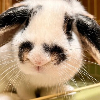 人なつっこいうさぎ君♪10ヶ月