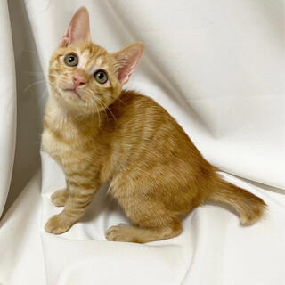 ごんくん♂@約3ヶ月