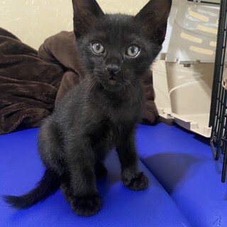 おっとりのんびり★癒し系の黒猫クロちゃん♪