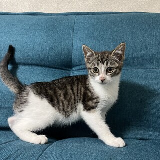 3ヶ月程度の子猫です。