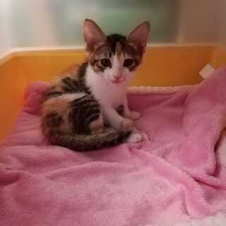 ☆お茶目な女の子イブちゃん☆人馴れ抜群