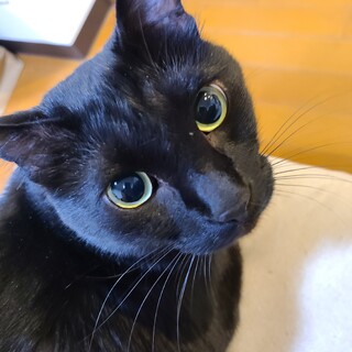 カギしっぽの甘えん坊な4才の男の子です☆