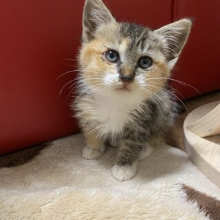 子猫　生後約1ヶ月