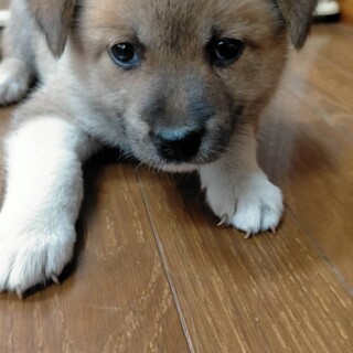 アッサムちゃん