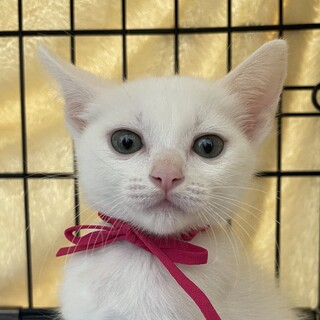 なれなれ可愛い白猫女子❤️マシロ