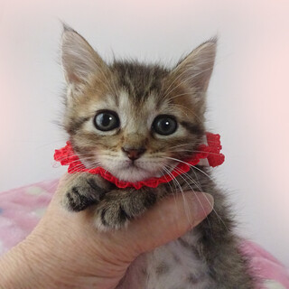 なれなれ♪可愛いキジ★千衣(ちい)ちゃん 2ヵ月弱