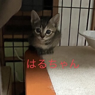 雑種のメス2匹・オス2匹　只今人馴れ訓練中です❣️