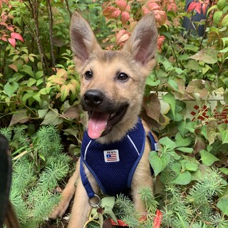 ミルク飲み仔犬ちゃん2