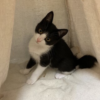 黒白猫★3ヶ月男の子★人馴れ◯あおばクン