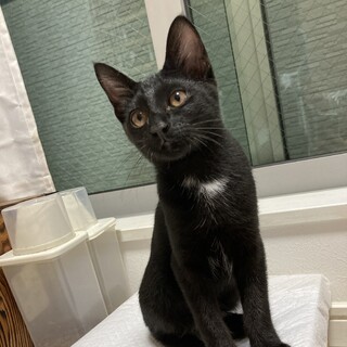 生後3ヶ月♡黒白おてんばフレンドリーな女の子