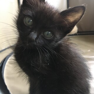 【黒猫兄妹】カギしっぽくん