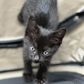 【黒猫兄妹】ストレートしっぽちゃん