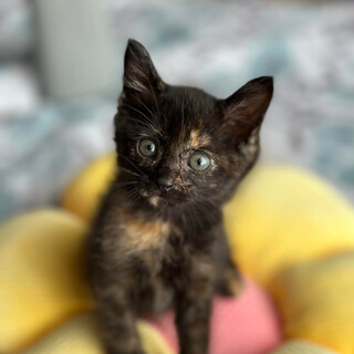 サビ猫のアニスちゃん❣️