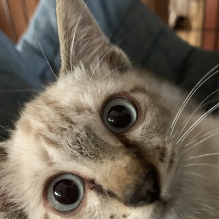 保護猫【つき】くん 里親募集中！！