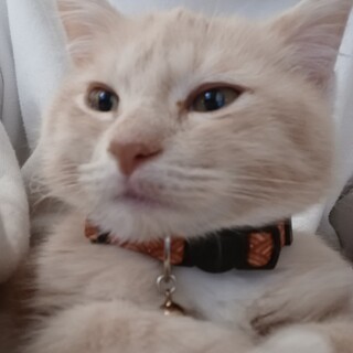 トライアル中！美男子猫のちゃたくん♪