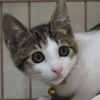 慎重でおとなしい性格のキジ白☆ナオちゃん❣️