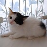ふわふわもこもこ三毛美猫姉妹 サムネイル3