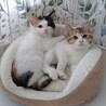 ふわふわもこもこ三毛美猫姉妹 サムネイル4