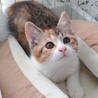 ふわふわもこもこ三毛美猫姉妹 サムネイル7