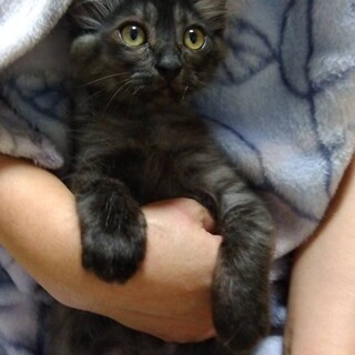 ミルクから育てた 長毛 ブラックスモーク 