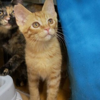 可愛い！茶とらの　ハリス&アロちゃんです