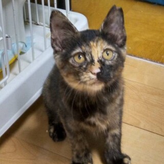 とても綺麗な　サビ三毛のセラちゃん