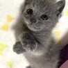 綺麗なグレーのるなちゃん・ミルクで育ちました サムネイル5