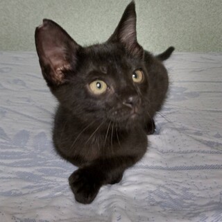 甘えん坊の可愛い　コーラちゃん