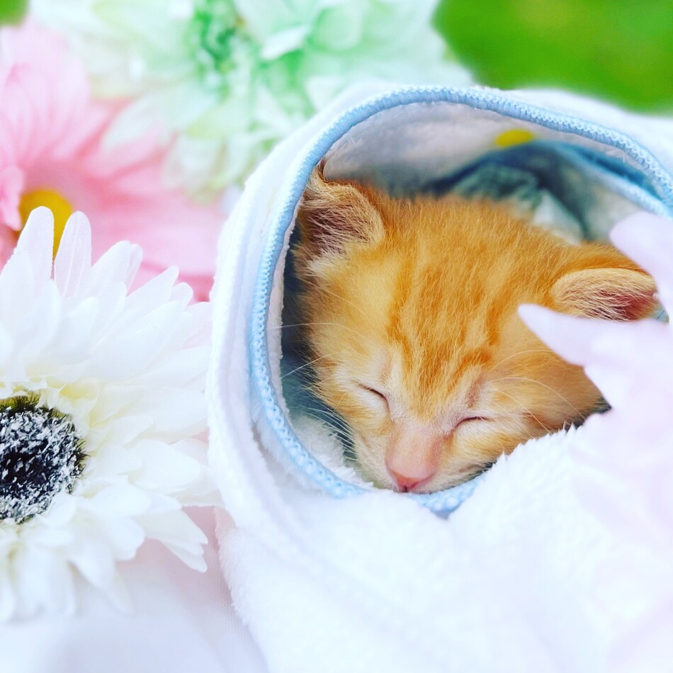 Oroのカバー写真