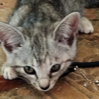 擦り寄って来る、キジトラの可愛い女の子猫！