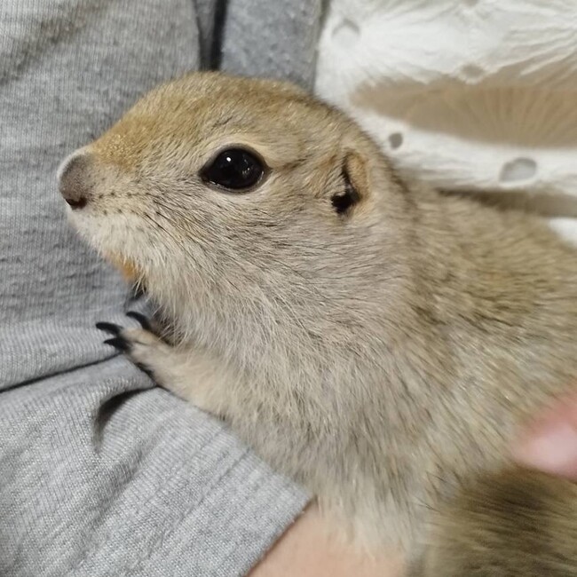 あぃにゃんのカバー写真