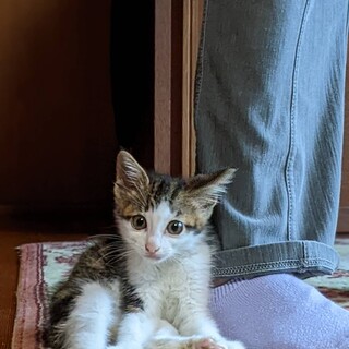 キジ白　男の子　ワクチン接種済　里親募集です