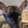 チンチラ　スタンダード男の子　里親様募集 サムネイル2