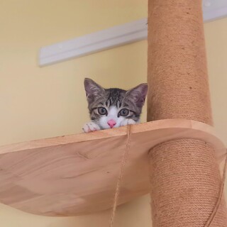 甘えん坊☆キジトラ白の子猫