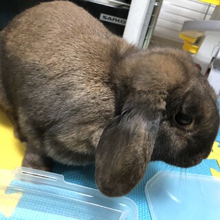 ファジーロップ
