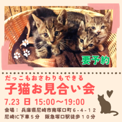 要予約「プチ子猫のお見合い会」※10匹前後
