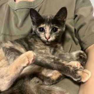 魅力的なサビ柄女の子です