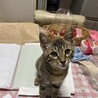甘えたのゴロちゃん サムネイル4