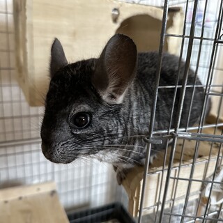 チンチラ/グレー