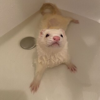 優しい、好奇心旺盛なフェレット