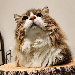 長毛短足の女の子07/30トライアル開始♡