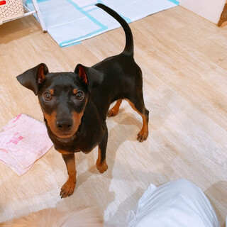 ミニピン。生後6、７ヶ月。