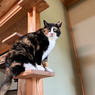 ツンデレぜんまいちゃん【飛騨】