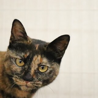 おしゃべり大好きなずなちゃん【飛騨】