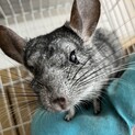 チンチラスタンダードグレー男の子